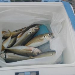 アジのサイズが良くなりました　下関フィッシングパーク